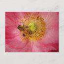 Suche nach mohnblume postkarten Biene