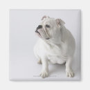 Suche nach englische bulldoggen magnete Haustiere