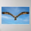 Suche nach raubvogel poster Wildtierkunst