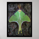 Suche nach moth poster Tiere