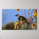 Suche nach tui poster Natur