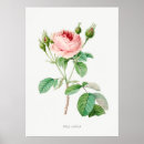 Suche nach vintage botanische illustration poster Rose