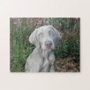 Suche nach weimaraner hund puzzle Niedlich
