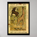 Suche nach gazelle poster Antelope