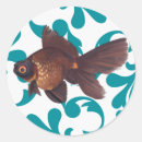 Suche nach goldfisch Schwarzes