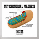 Suche nach ihre mitochondrien poster Zellbiologie