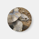 Suche nach niedliche schildkröte magnete Reptil