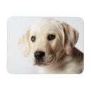 Suche nach goldener labrador magnete Portrait