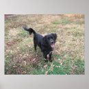 Suche nach cocker spaniel hund poster Dogs