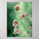 Suche nach erschwinglich poster Blume