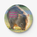 Suche nach wombat Koala