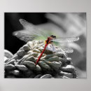 Suche nach dragonfly poster Insekt