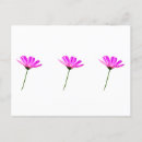 Suche nach gänseblümchen postkarten Rosa