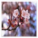 Suche nach blühender kirschbaum poster Kirschblüte