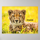 Suche nach tiere auf poster Wild