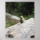 Suche nach eichhörnchen baum poster Wald
