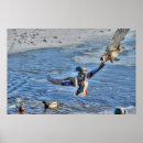 Suche nach männliche ente poster Vögel