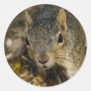 Suche nach braunes eichhörnchen aufkleber Natur