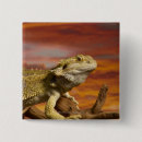 Suche nach reptilien buttons Kaltblütig