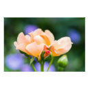 Suche nach violette rosen poster Sommer
