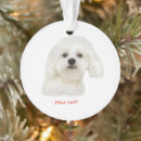 Suche nach bichons wohnen zuhause Welpe