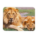 Suche nach afrikanische magnete Wild