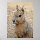 Suche nach südamerikanische poster Tierwelt