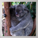 Suche nach koalabären poster Australien