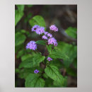 Suche nach lila wildblumen poster Natur