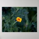 Suche nach mohn poster Orange