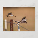 Suche nach bindung postkarten Vogelvogel