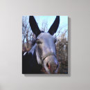 Suche nach esel leinwandbilder Maultier