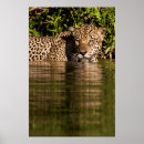 Suche nach onca Panthera onca