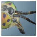 Suche nach köpfe fliesen Tiere