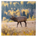 Suche nach schläger fliesen Schlag