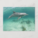 Suche nach bahama poster Natur