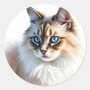 Suche nach katze mit blauen augen aufkleber Portrait