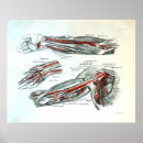 Suche nach vintage anatomie poster Illustration