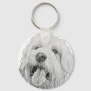Suche nach designerhund Mischzucht
