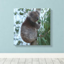 Suche nach koala leinwandbilder Tierwelt