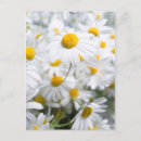 Suche nach kamille postkarten Blume
