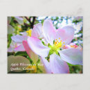 Suche nach apfelbaum Rosa blume