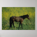 Suche nach reiten sie an poster Blumen