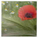 Suche nach toskana fliesen Blume