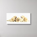 Suche nach labrador retriever leinwandbilder Portrait
