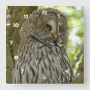 Suche nach eulenbilder poster Niedliche eule