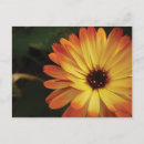 Suche nach marigold postkarten Fotografie