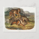 Suche nach john audubon postkarten Darstellung
