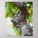 Suche nach weinrebe poster Weintrauben