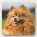 Suche nach loulou untersetzer Keuchen